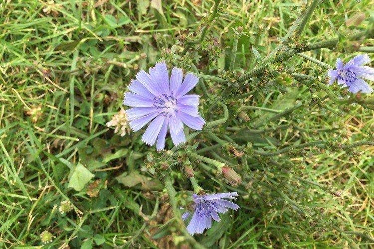 Болезни и вредители цикория