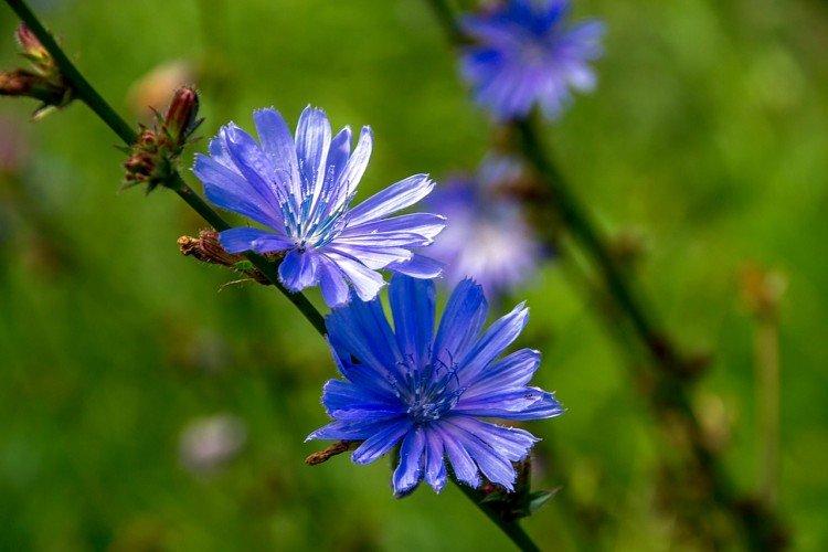 Цикорий – фото