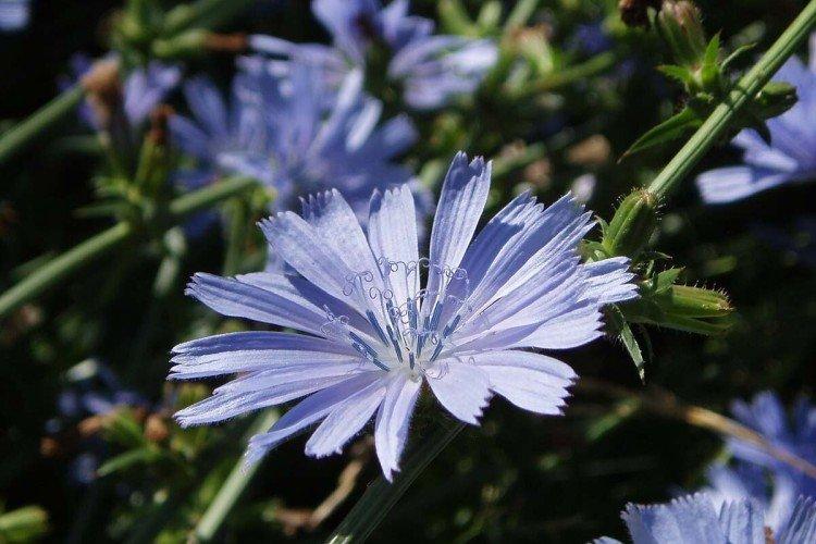 Цикорий – фото