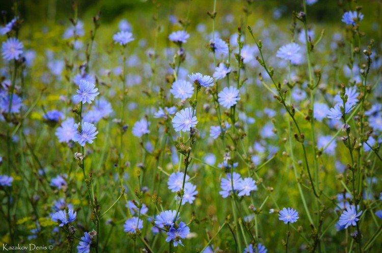 Цикорий – фото