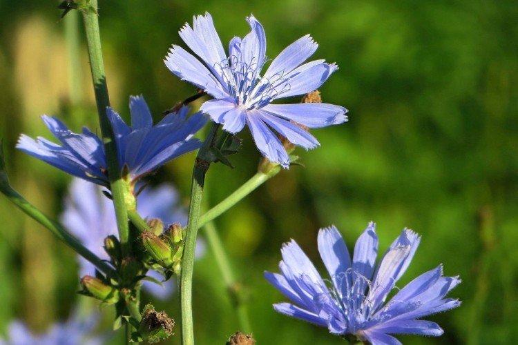 Цикорий – фото