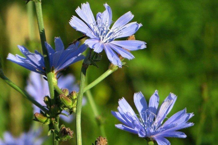 Обыкновенный цикорий