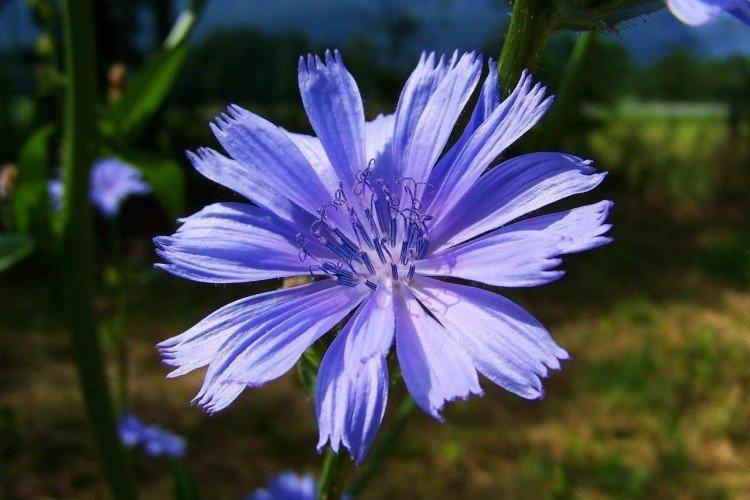 Цикорий – фото