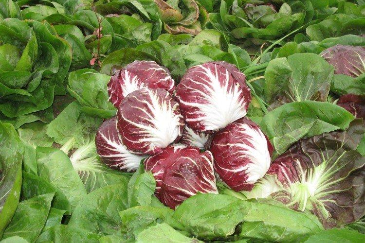 Цикорий – фото