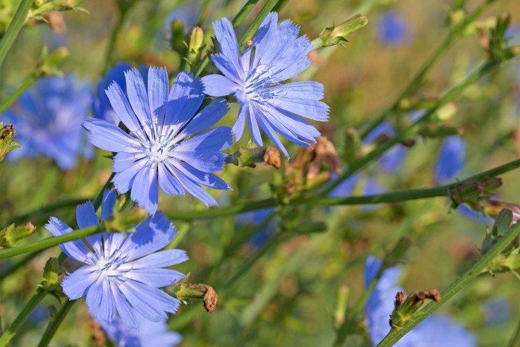 Цикорий – фото