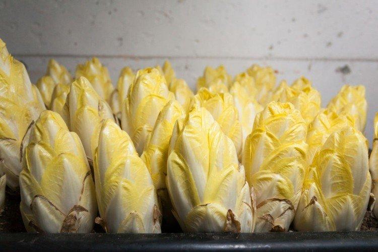 Салатный цикорий