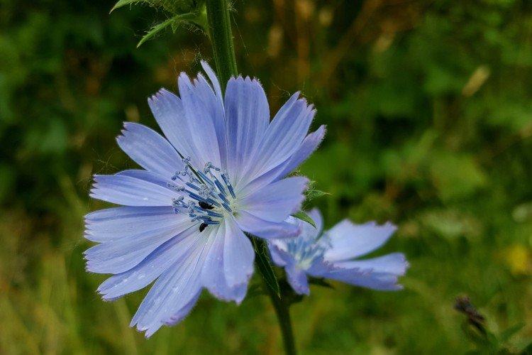 Цикорий – фото