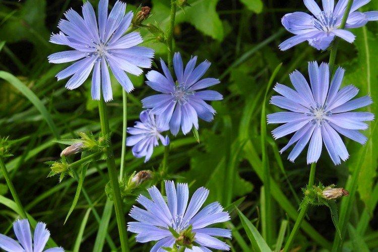 Цикорий – фото