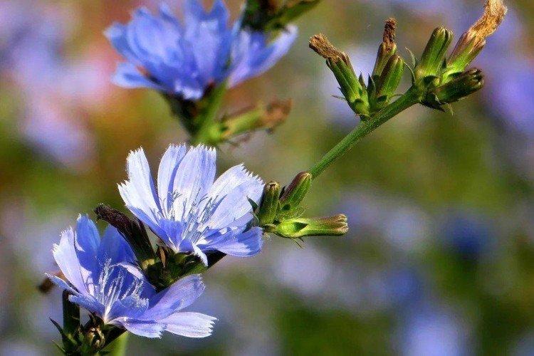 Удобрения и подкормка