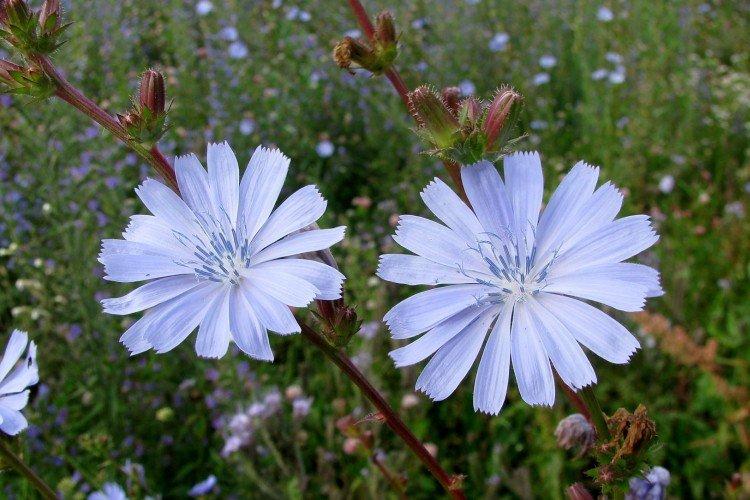 Цветение и урожай