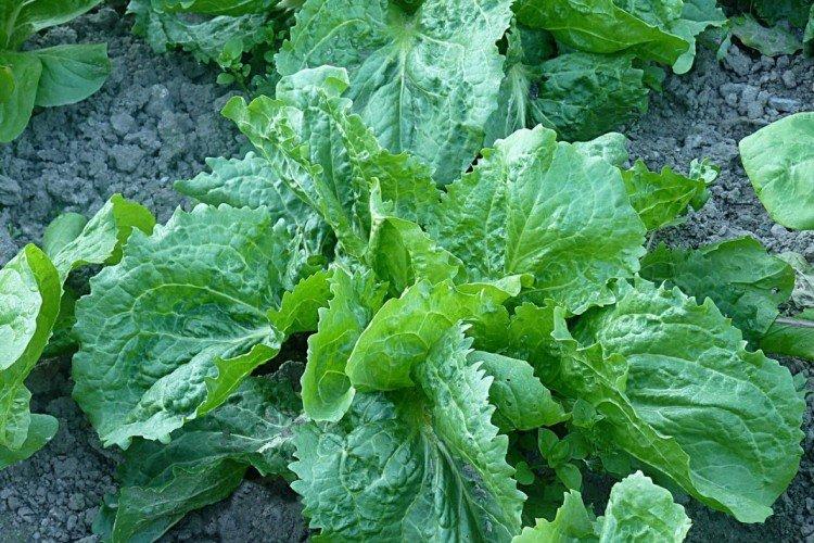 Цикорий в домашних условиях