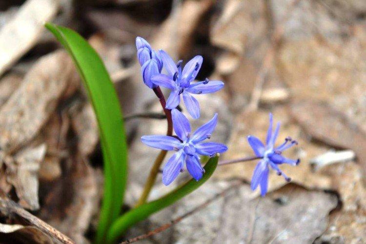 Удобрения и подкормка