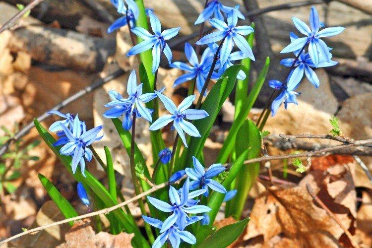 Борьба с вредителями и болезнями