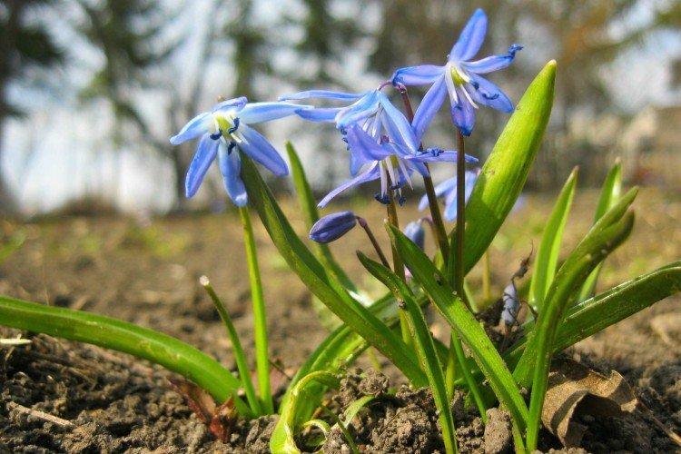 Пролески – фото