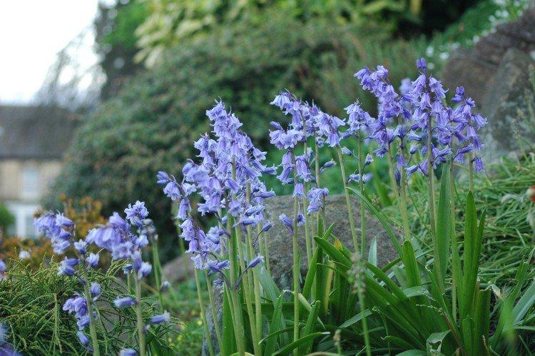 Колокольчатая пролеска