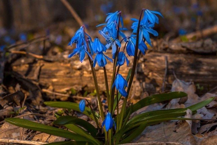 Пролески – фото