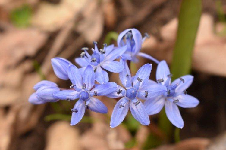 Пролески – фото