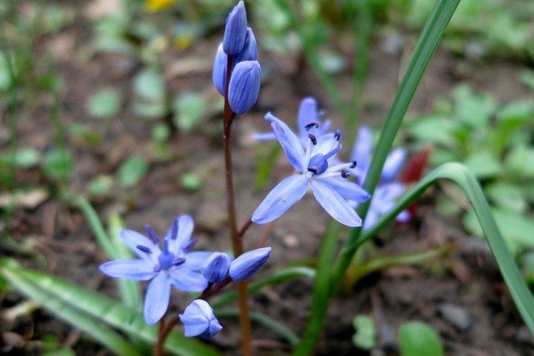 Пролески – фото