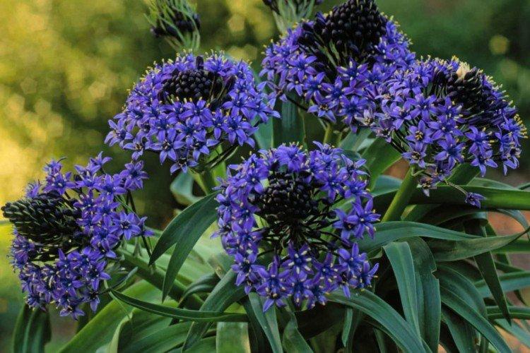 Перуанская пролеска