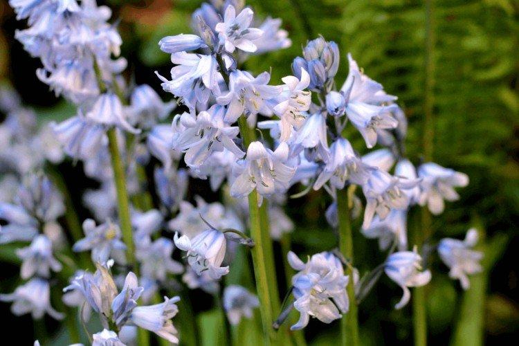 Пролески – фото