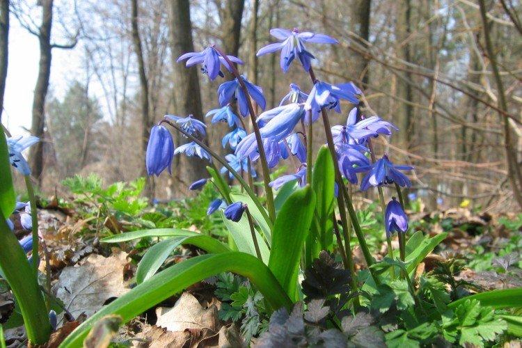 Пролески – фото