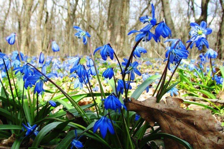 Пролески – фото