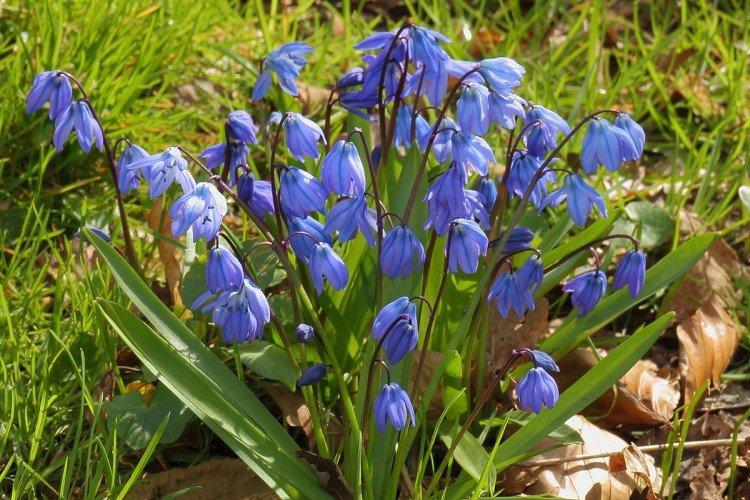 Сибирская пролеска