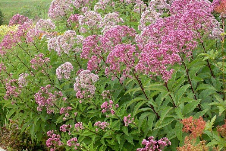 Посконник (50 фото): виды, уход и посадка в открытом грунте