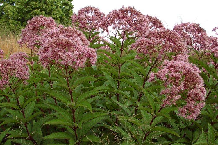 Обрезка и подвязка