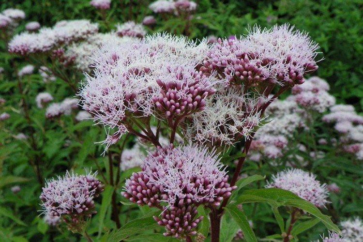 Посконник – фото