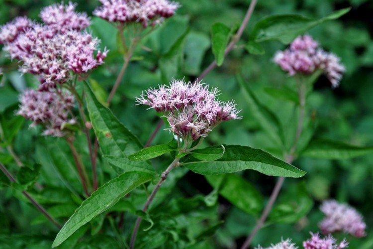 Посконник – фото