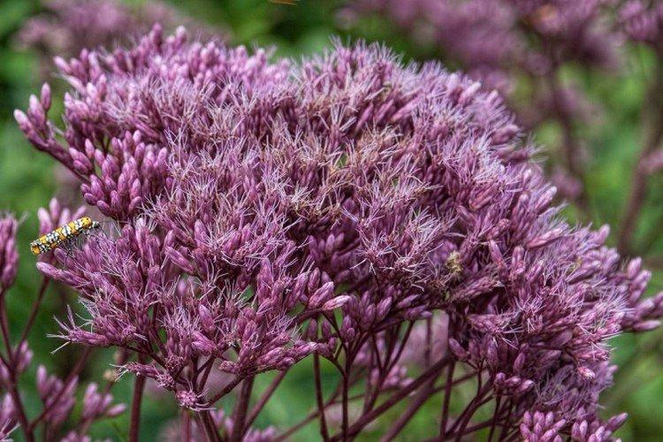 Посконник – фото