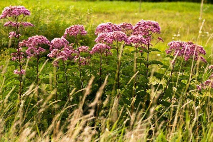 Посконник – фото
