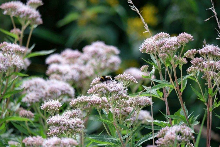 Посконник – фото