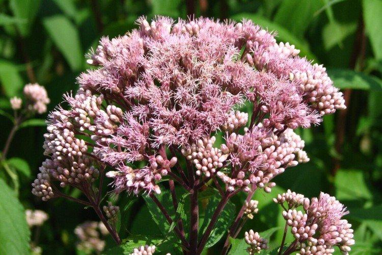 Посконник – фото