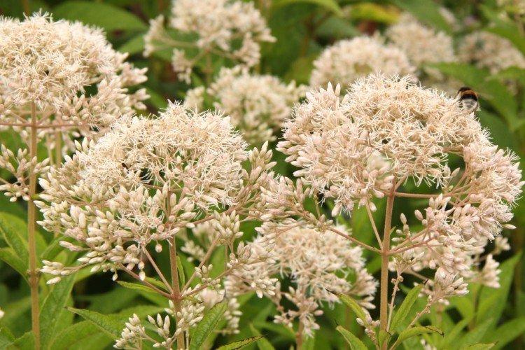 Трубчатый посконник