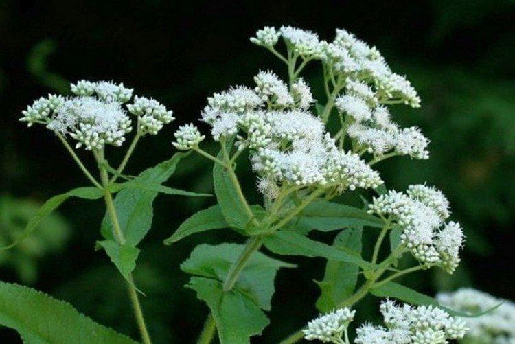 Пронзеннолистный посконник