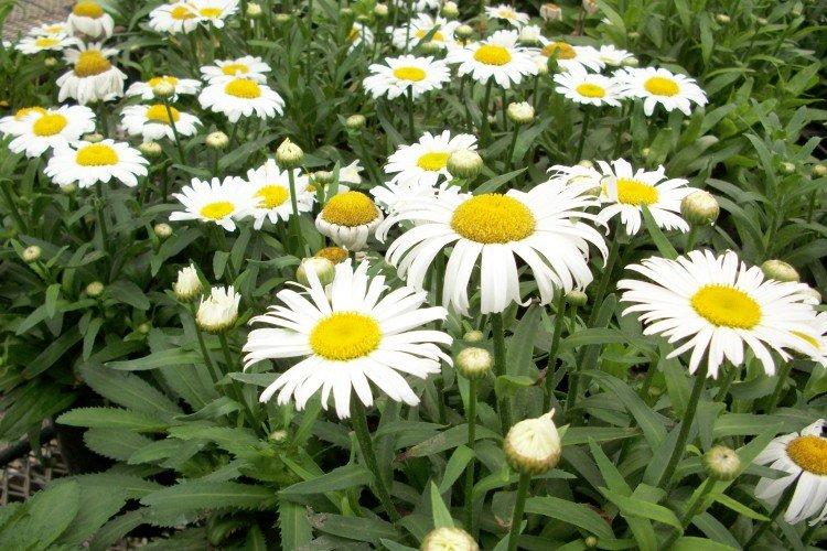 Удобрения и подкормка