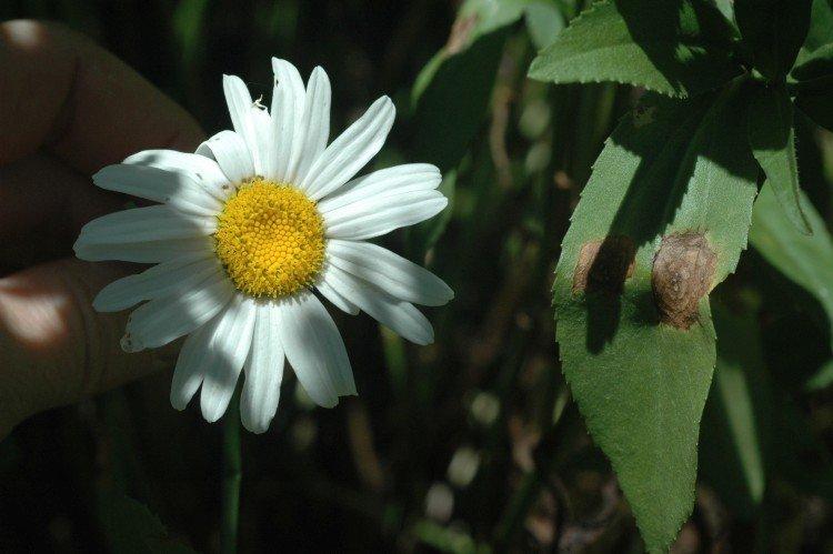 Борьба с вредителями и болезнями