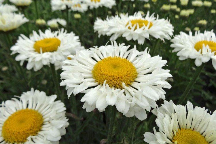 Нивяник – фото