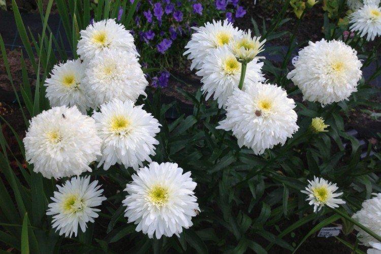 Нивяник – фото