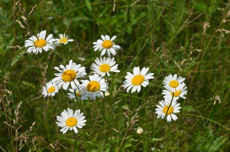 Нивяник – фото