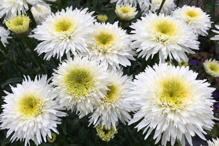 Нивяник – фото