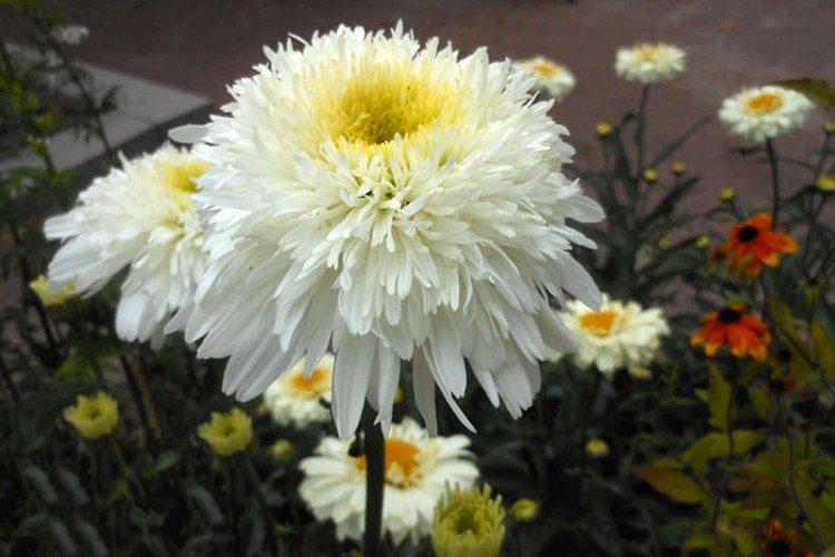 Нивяник – фото