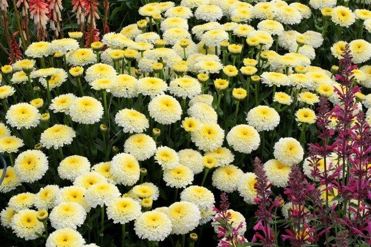 Нивяник – фото