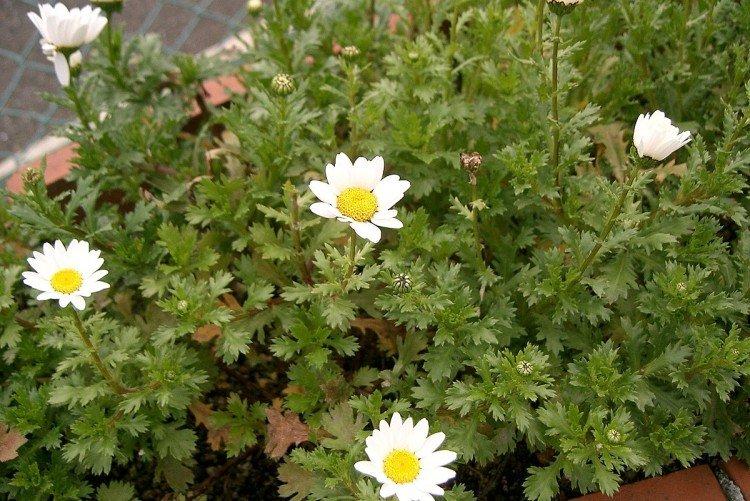 Болотный нивяник