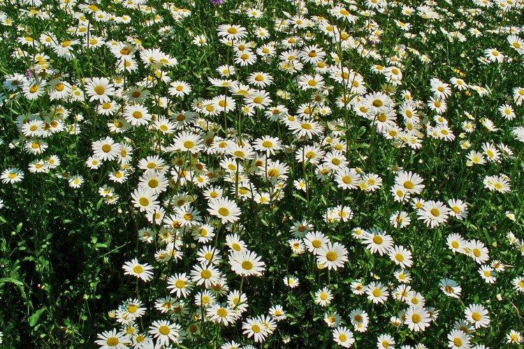 Нивяник – фото