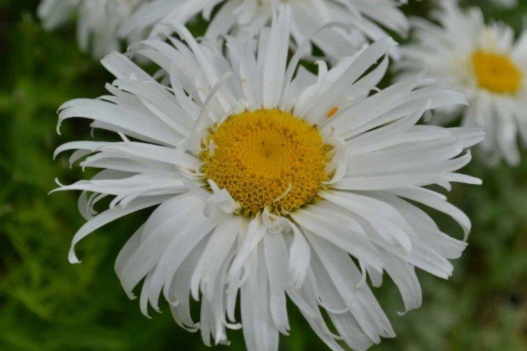 Нивяник – фото