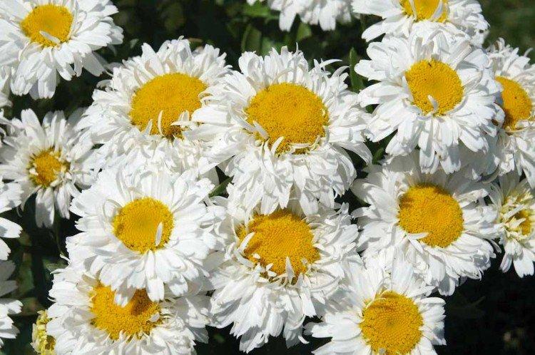 Нивяник – фото