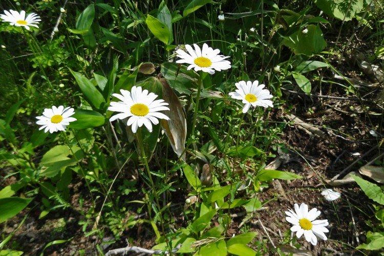 Нивяник – фото